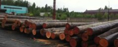 Срубы из сухостойной карельской сосны. ч1